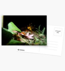 Untitled Postcards