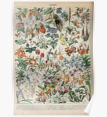 Adolphe Millot fleurs D Poster
