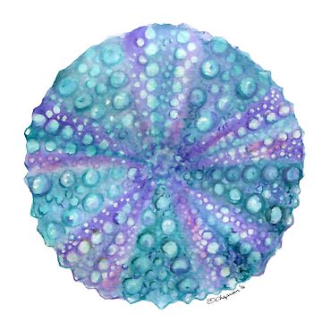 Artwork thumbnail, Sea Urchin by RedCloudDesign