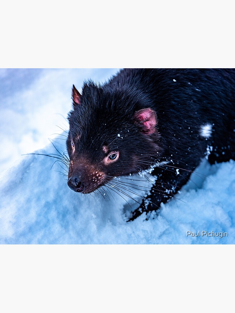 Tasmanian Devil by paulmp