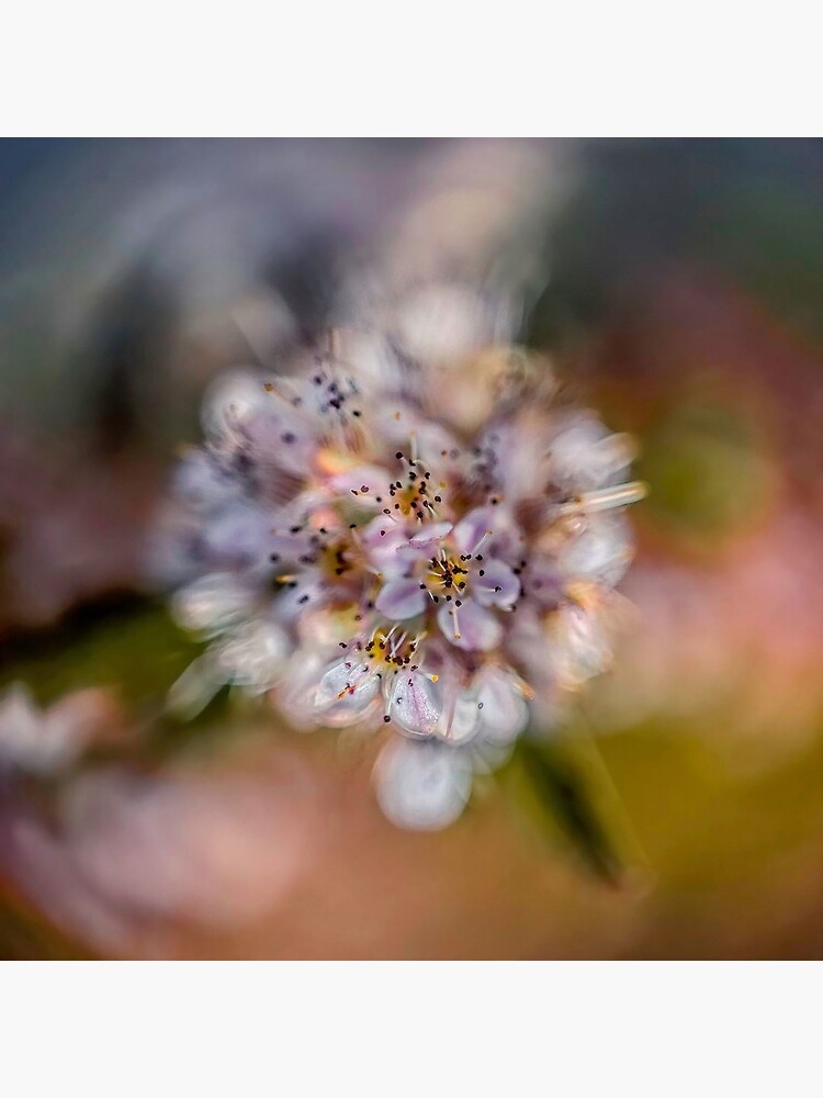 Flower Planet #2 by utilityimage