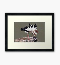 Bill-clattering Framed Print