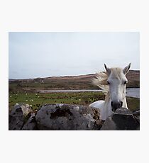 Connemara Pony Photographic Print