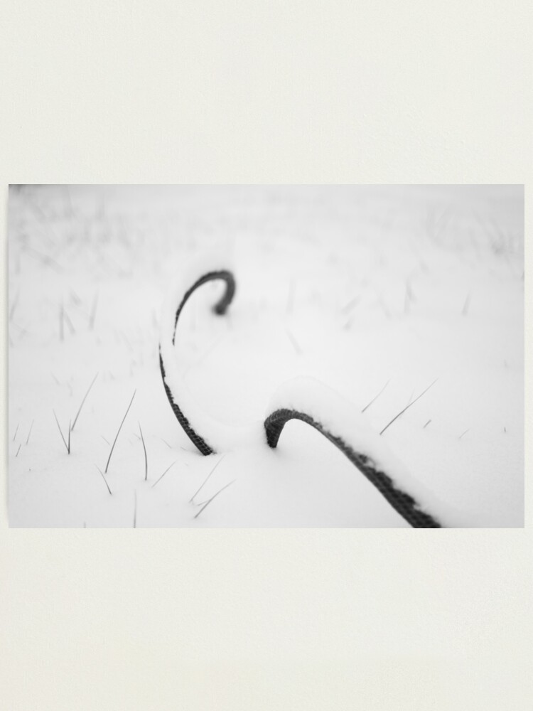 Alternate view of Garden Snakes Photographic Print