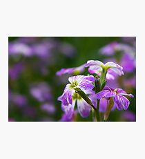 Blossoms Photographic Print