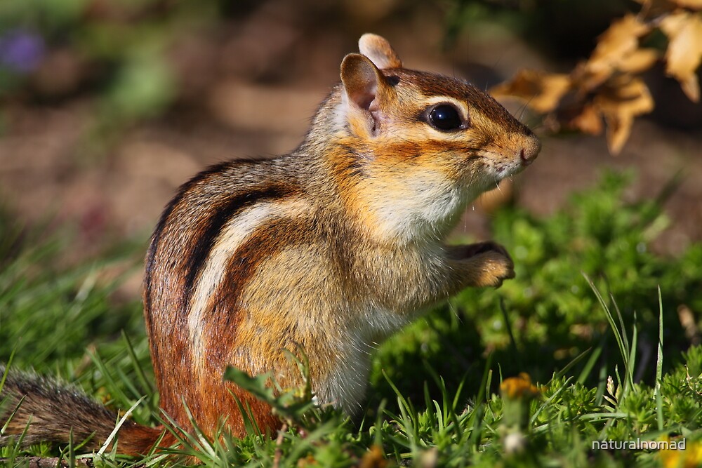  Eastern Chipmunk  by naturalnomad Redbubble