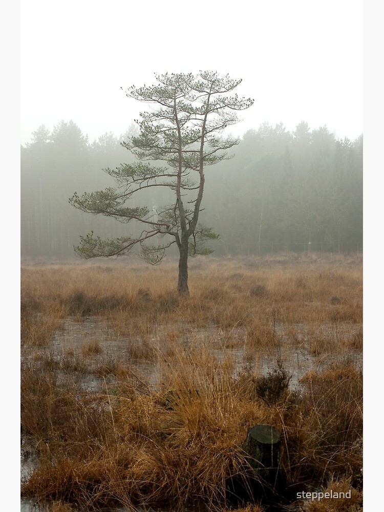 Silent tree in misty land by steppeland