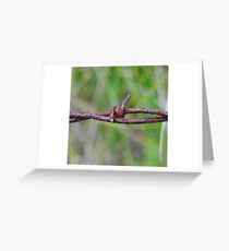 Barb Greeting Card