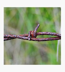 Barb Photographic Print