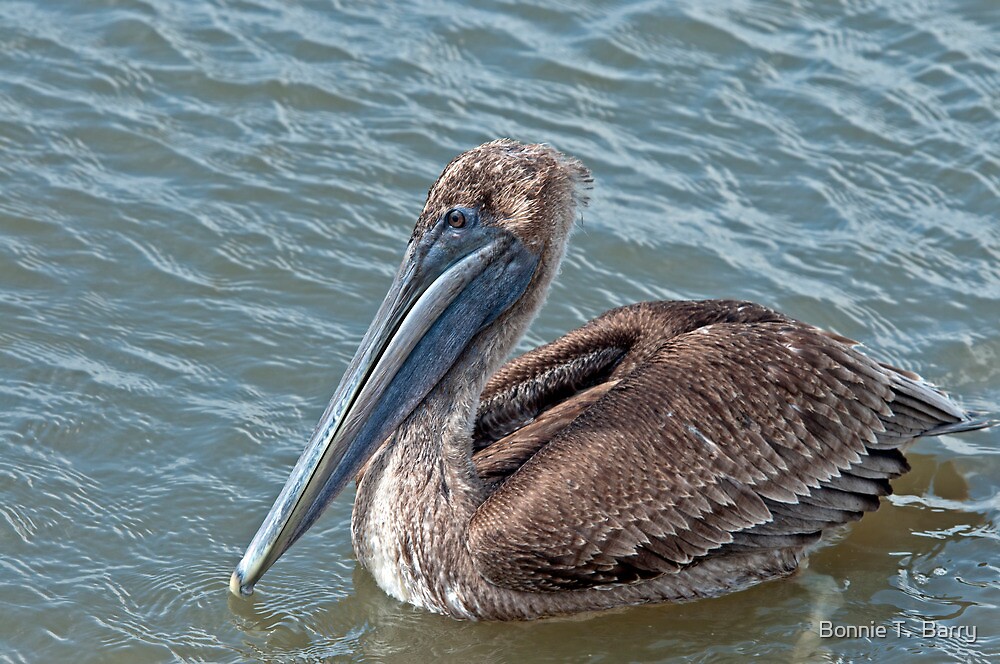 "Brown Pelican at Grand Isle, Louisiana" by Bonnie T. Barry Redbubble