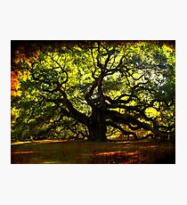 The famous Angel Oak Tree Photographic Print
