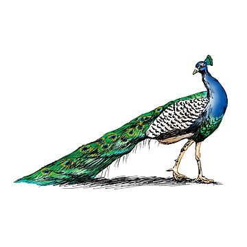 963 Peacock Realistic Color Drawing Images, Stock Photos, 3D objects, &  Vectors | Shutterstock