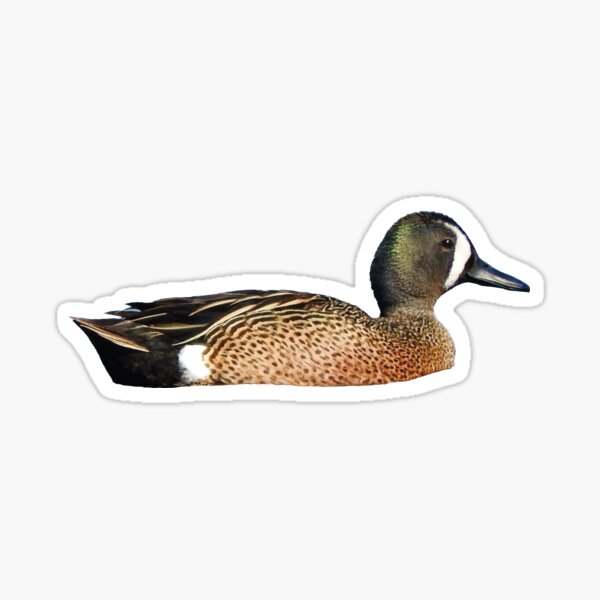 Blue-Winged Teal Sticker