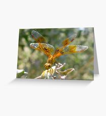 Dragonfly ~ Mexican Amberwing (Female) Greeting Card