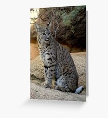 Bobcat Greeting Card