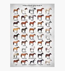 Horse Breeds Of The World Photographic Print
