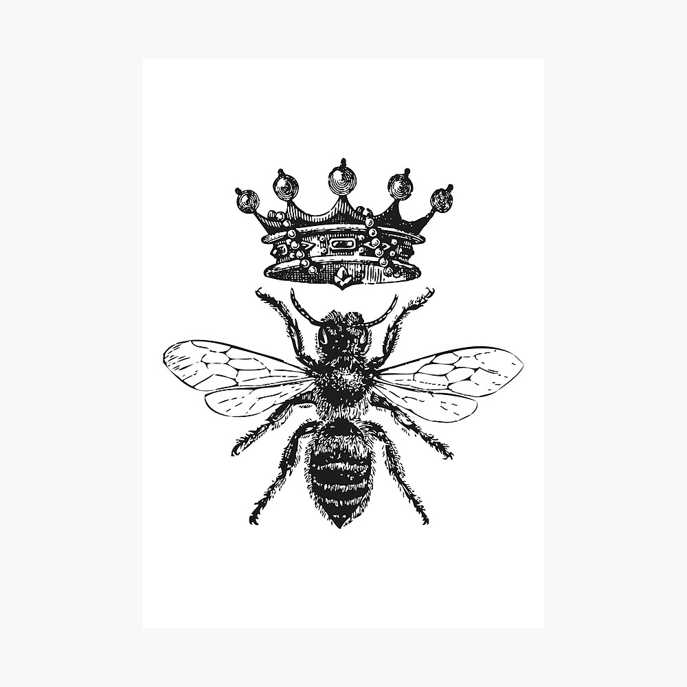 Queen Bee | Vintage Honey Bees | Black and White | Photographic Print