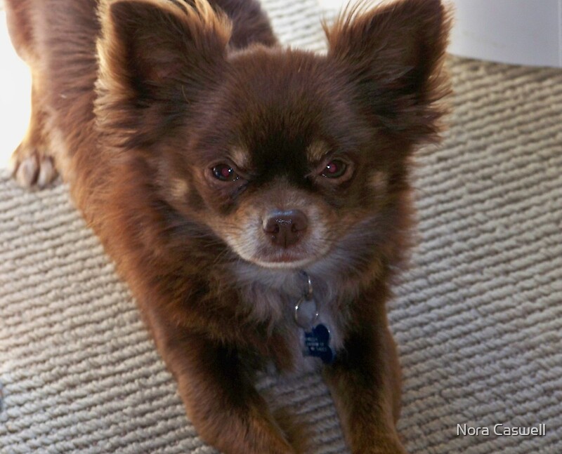 chocolate long coat chihuahua