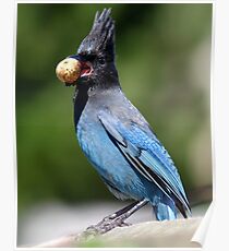Stellar's Jay With a Beak-full Poster