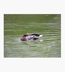 Amusing Summer Photographic Print