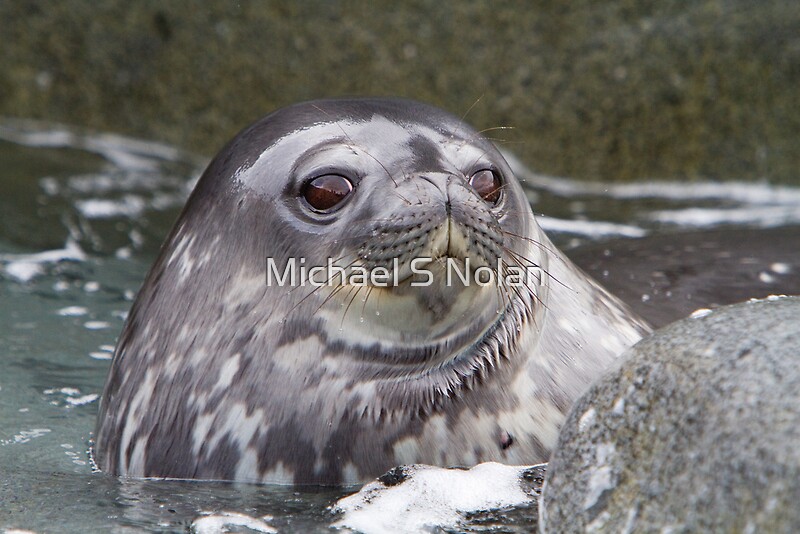 Weddell Seal Pup In Antarctica By Michael S Nolan Redbubble   Flat,800x800,075,f 