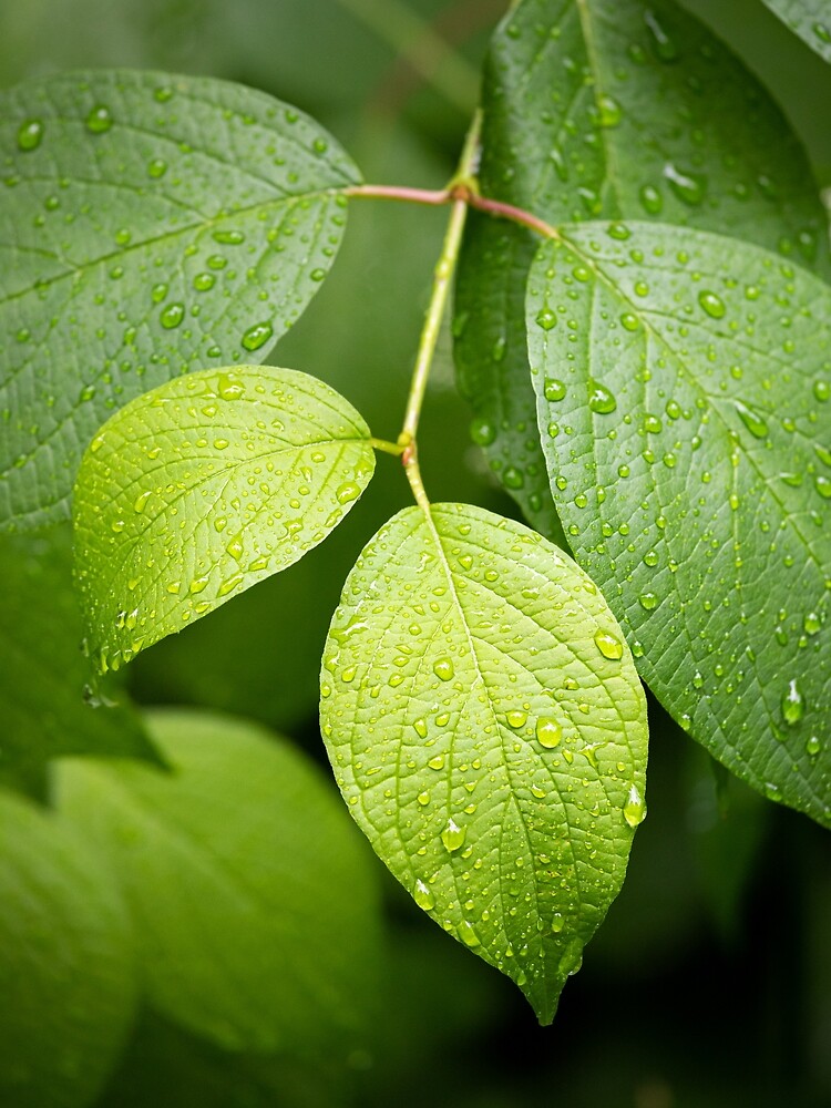 Water drops on green leaves after rain by Juhku