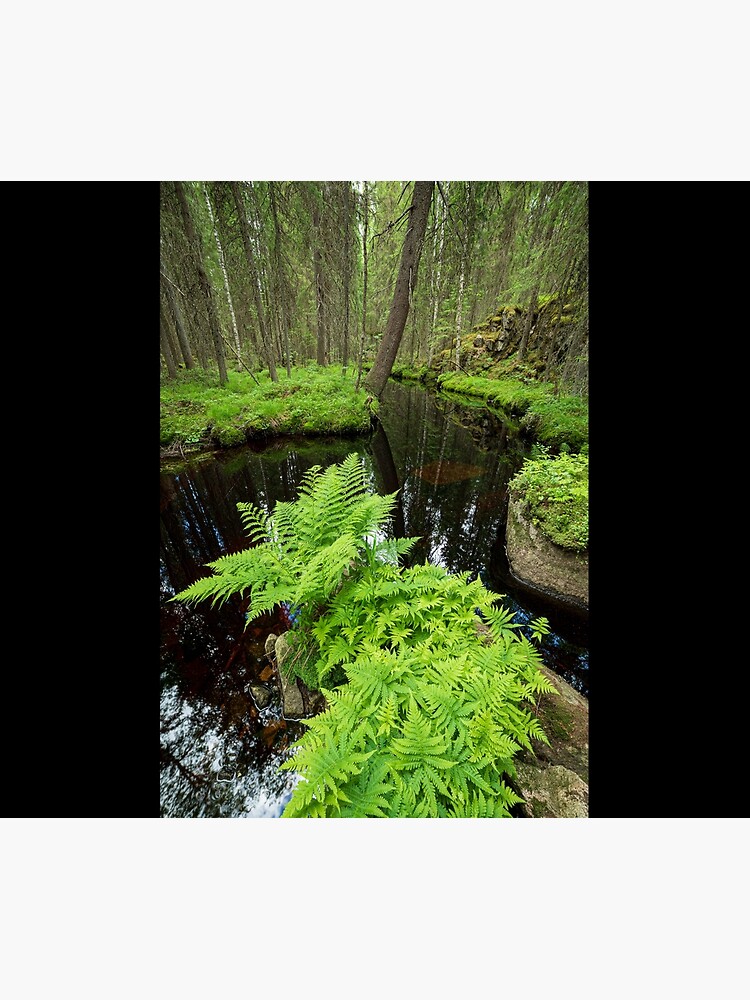 Fern in the forest creek landscape by Juhku