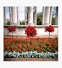 Three red bushes Photographic Print