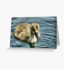 Duck Down Greeting Card