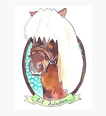 Li'l Sebastian Photographic Print