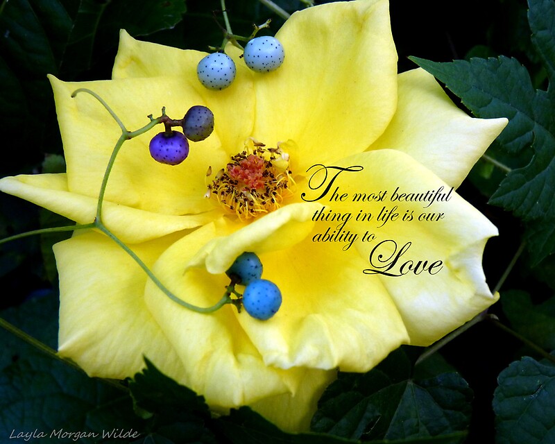 "The most beautiful thing in the world is..." by Layla Wilde