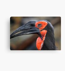African Ground Hornbill Metal Print