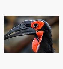 African Ground Hornbill Photographic Print