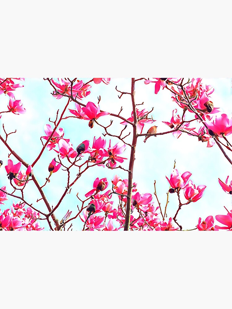 Magnificent Magnolia photo artwork by campbellhall