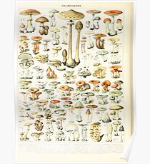 Adolphe Millot champignon B Poster