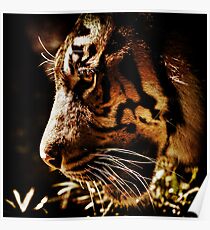 Absolute Focus Poster
