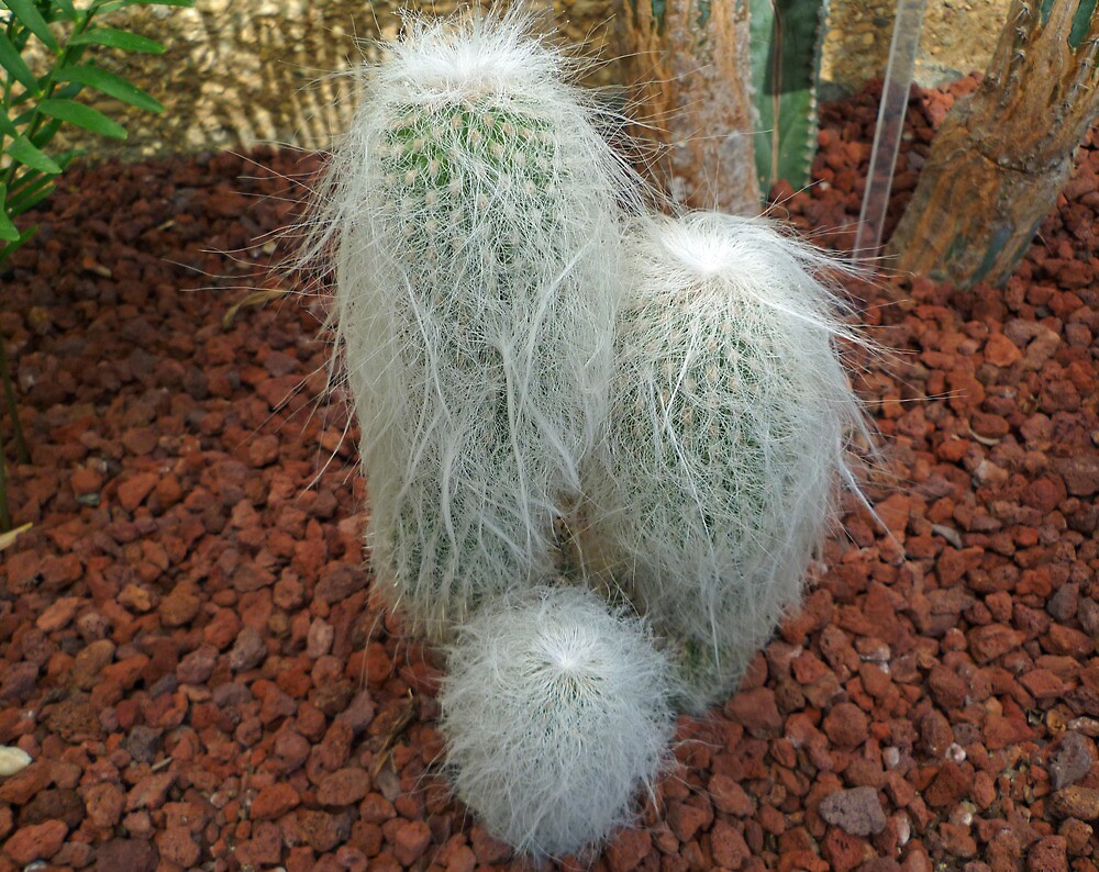 Old Man Cactus By TonyCrehan Redbubble   Flat,1000x1000,075,f 