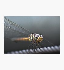 Dragon on a wire Photographic Print