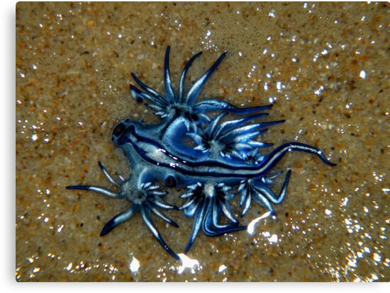 "Glaucus Atlanticus Sea Slug" Canvas Prints by Helena