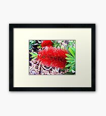 Bottle Brush Framed Print