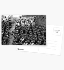 a buddha for each child Postcards