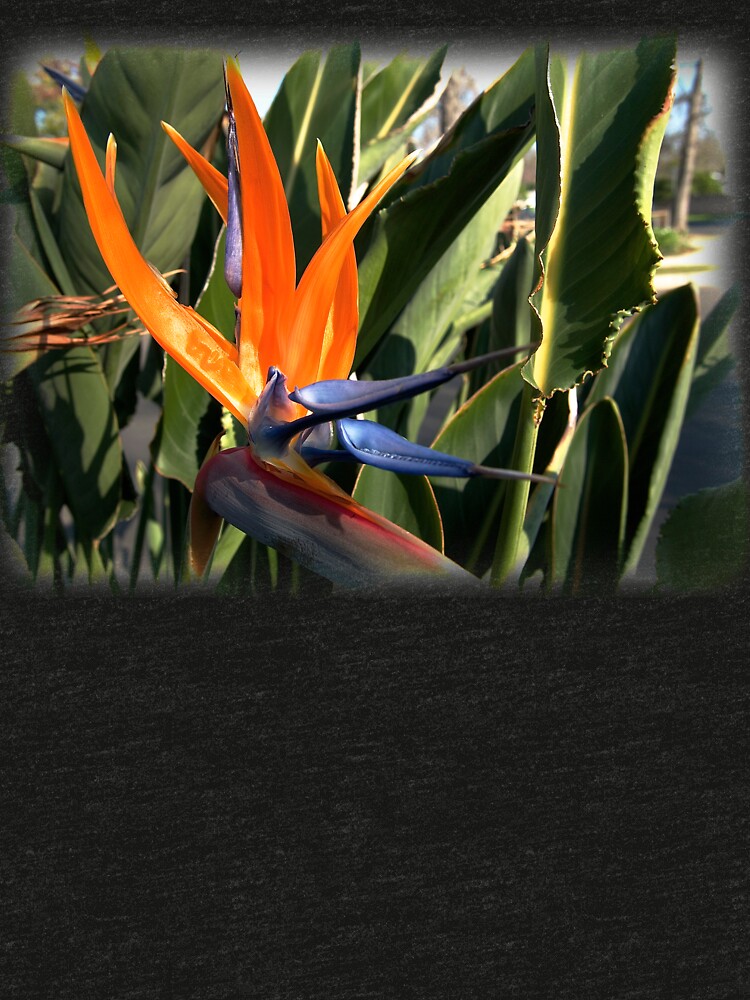 Bird of Paradise (Strelitzia) from A Gardener's Notebook by douglasewelch