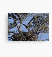 Taking Flight Canvas Print