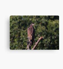 The Young Eaglet Profile Canvas Print