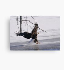 Slippery Landing Canvas Print