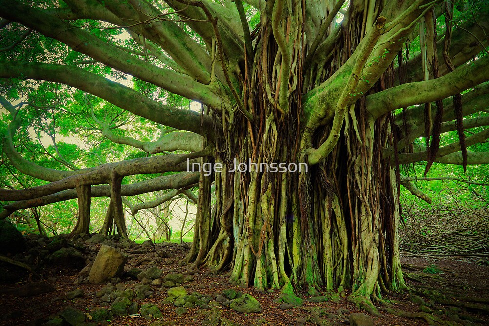 "Mangrove Giant" by Inge Johnsson Redbubble