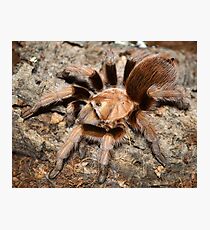 Arizona Desert Blond Tarantula Photographic Print