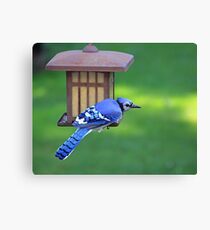 Blue Jay Snack Time Canvas Print