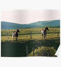 Horses at Sunset Poster