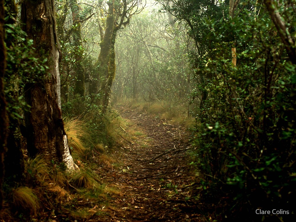  a secret path  in a misty  forest  by Clare Colins Redbubble